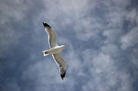 Op de thermiek zwevende zeemeeuw