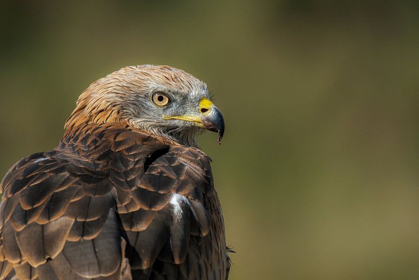 Rotmilan von Lisa Dumon