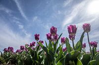 tulpen veld