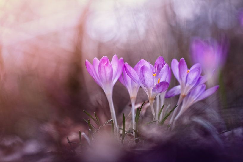 Poursuivre rêves par Bob Daalder