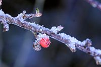 Baie sur une branche avec de la neige