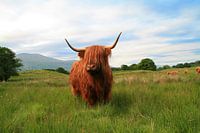 Highlander écossais