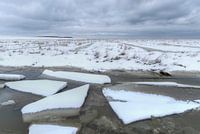 Schotsen op de kwelder