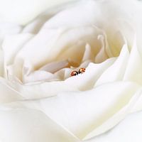 All you need is love