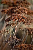 dried brown flowers in spring