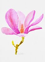 Magnolia Blossom