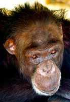 Chimpansee