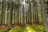 Naturlandschaft Ardennen