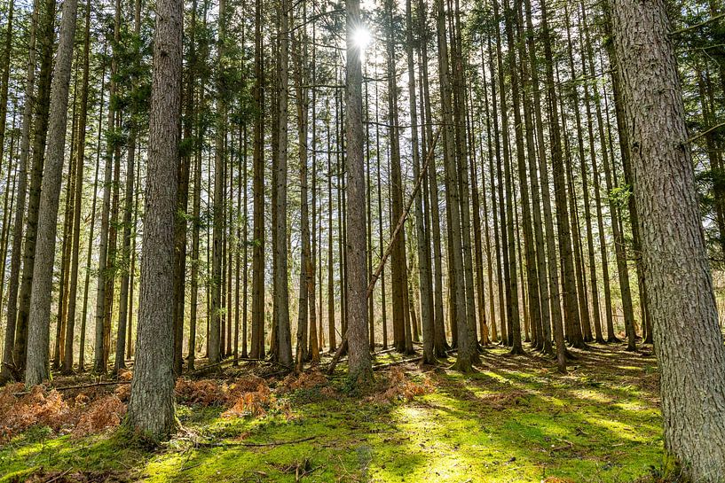 Nature landscape Ardennes by Pien Boelen