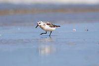 Sanderling in the surf