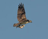 Osprey with prey