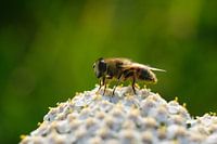 À l'adresse suivante :