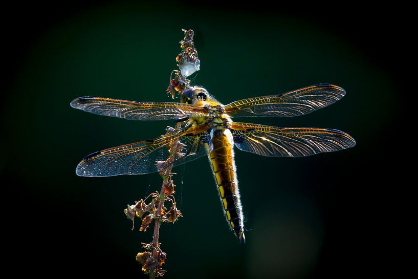 Viervlek par Sander Meertins