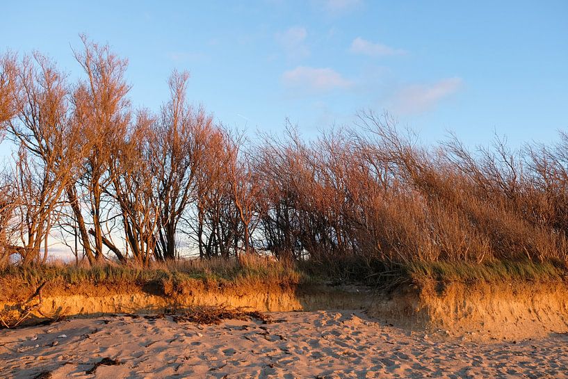 On the high bank by Ostsee Bilder