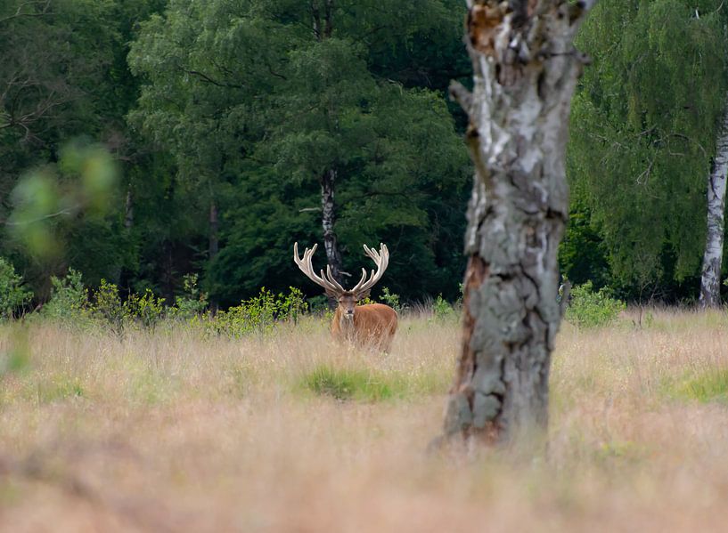 Hubertus by Tania Perneel