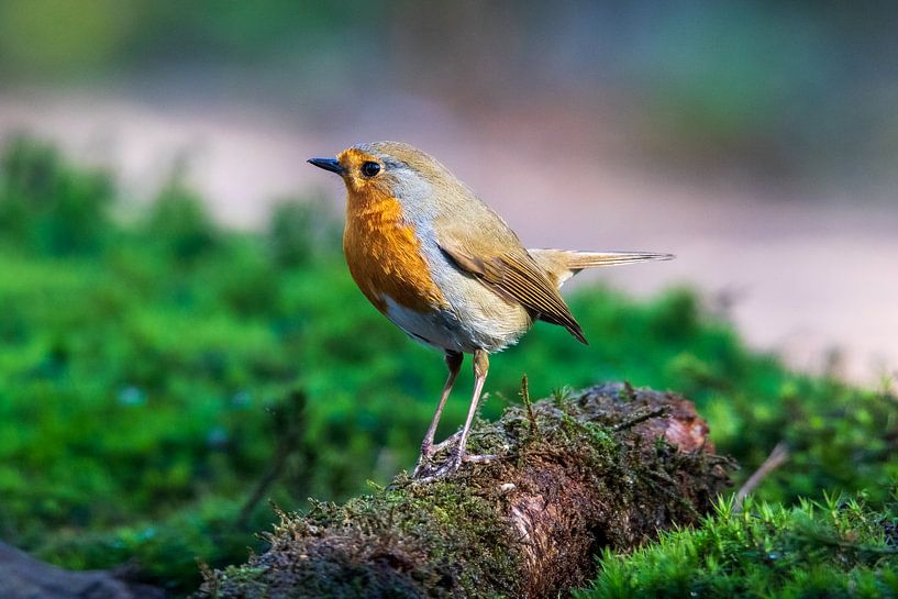 Close up of a Robin by Henk van Dijk