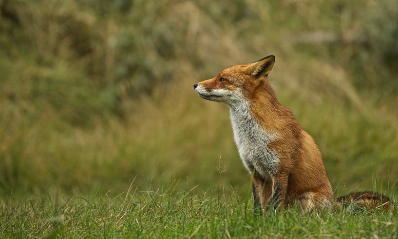 renard par Rando Kromkamp Natuurfotograaf