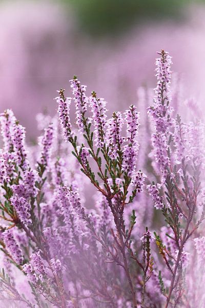 Purple flowering heather - 1 by Steven Marinus