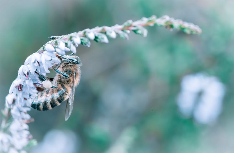 Doux &amp;amp ; Rêveur 4 par Shanna van Mens Fotografie