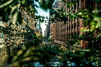 New York City Walkabout 12 Stadtpark