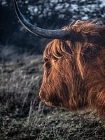 Schottischer Highlander