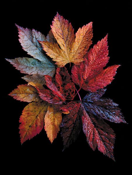 Herbstblätter von Ellen Novara-da Lima