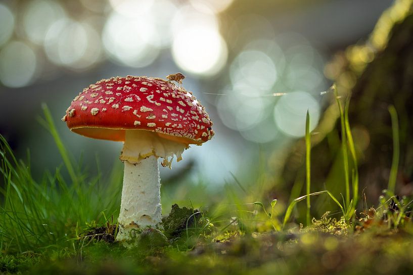 On a big toadstool by Stephan Krabbendam