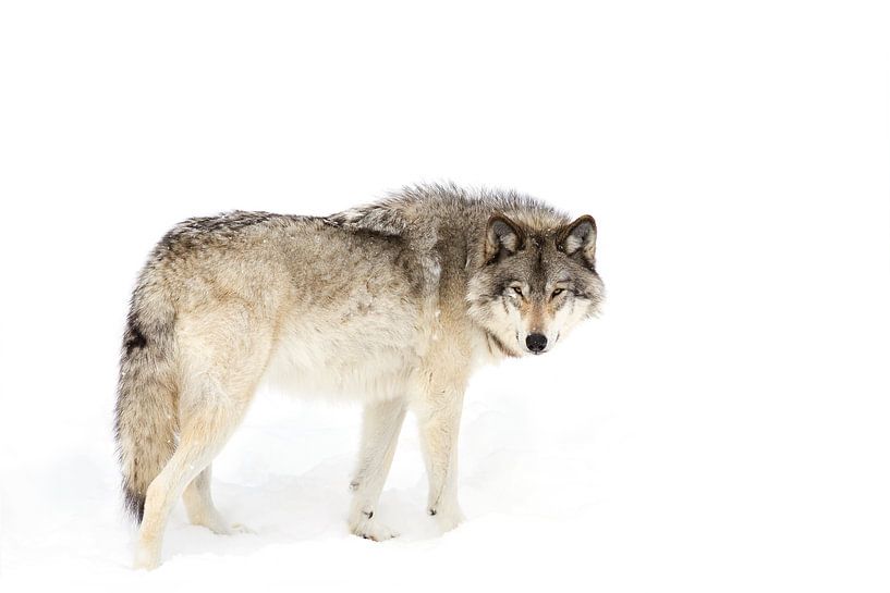 Timber wolf loopt door de sneeuw van Jim Cumming