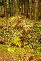 2018 art 42 1000 kleuren groen