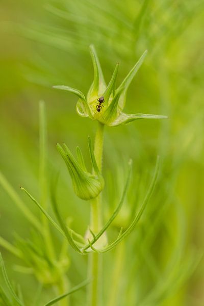 Fourmi noire sur plante verte par Moetwil en van Dijk - Fotografie