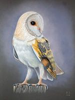 Barn Owl
