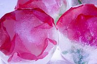 Wild roses in ice 1