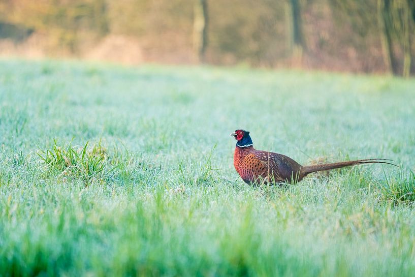 Le faisan est le beau matin tôt au printemps par Marcel Derweduwen