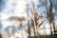 Reed in the winter sun (2)