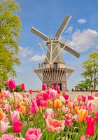 Keukenhof