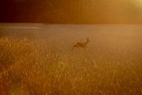 Reh im Weizenfeld bei Sonnenuntergang
