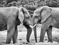 Wie is de sterkste Olifant....