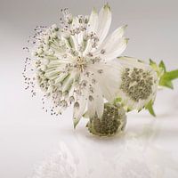 Bouton zélandais en soft basic.