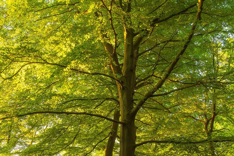 Sunrise Noordlaaderbos (Groningen) Netherlands by Marcel Kerdijk