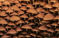 Pilzdorf in Warmond!