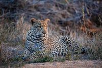 Leopard in Kruger Park South Africa