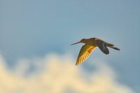 Uferschnepfe auf Terschelling