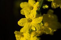winter jasmine