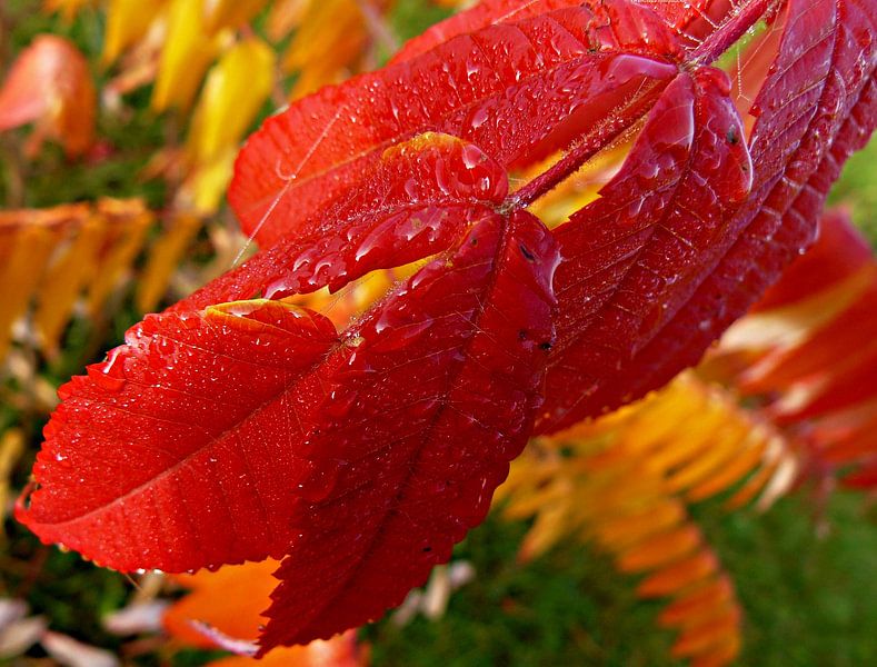 Morgentau von Heidrun Carola Herrmann