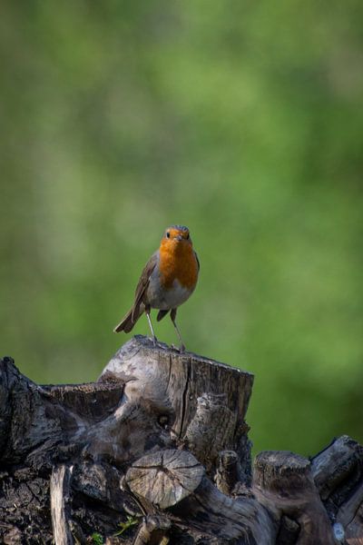 Robin on tree stump by fotomeisjeuitbrabant