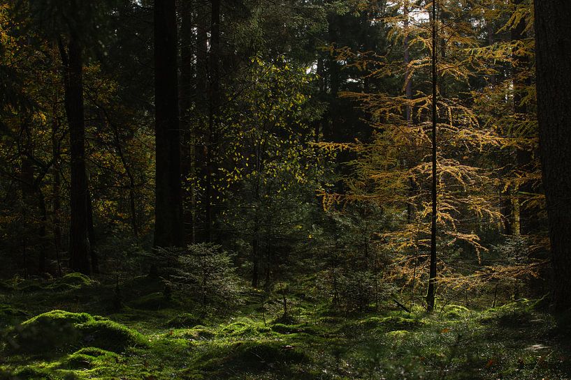 Mysteriöser Wald von Peter Kuipers