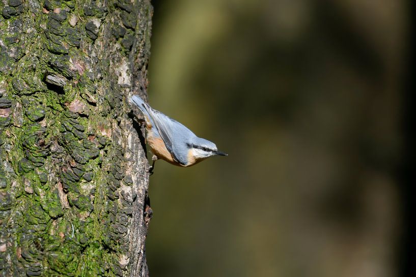 Nuthatch par Merijn Loch