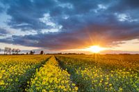 Rapeseed bathed in morning light