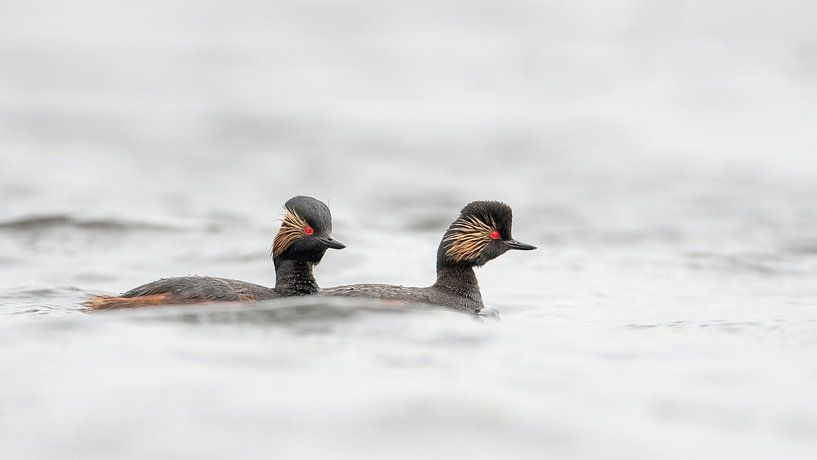 2 grèbes à cou noir par Erik Veldkamp