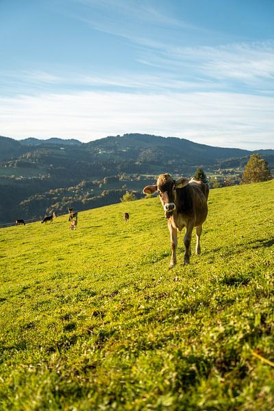 Vache de l'Allgäu près d'Oberstaufen par Leo Schindzielorz